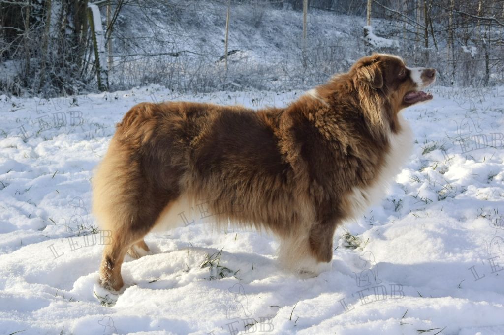 Sweet tokyo Des loups de bruel