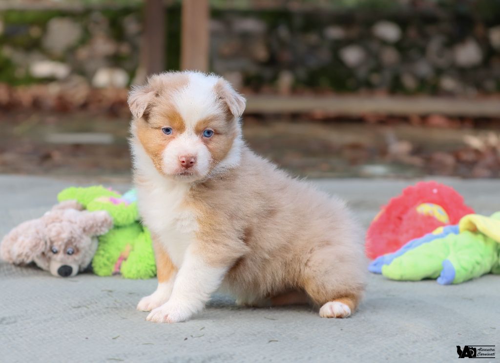 De L'eldorado Du Bonheur - Chiot disponible  - Berger Australien