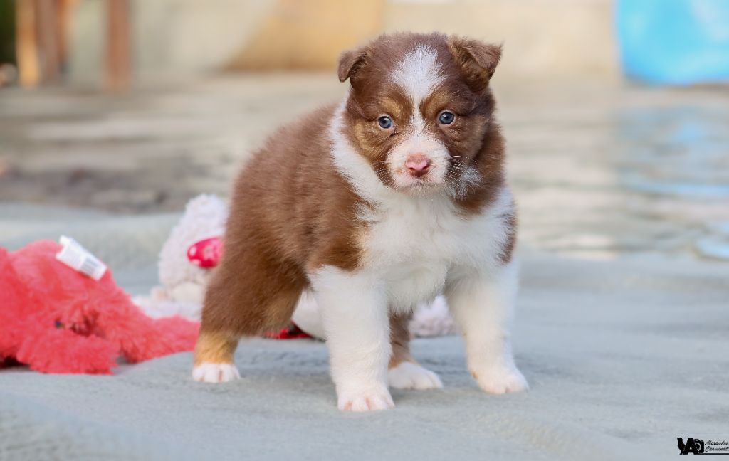 De L'eldorado Du Bonheur - Chiot disponible  - Berger Australien