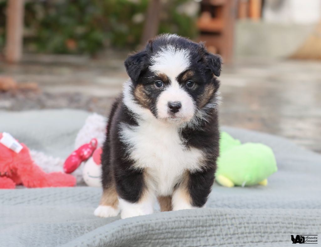 De L'eldorado Du Bonheur - Chiot disponible  - Berger Australien