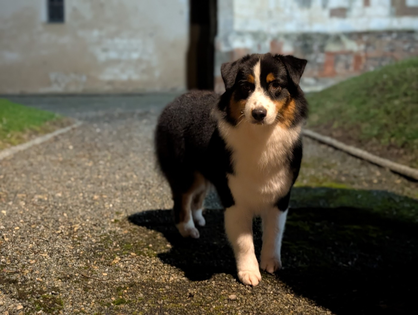 Absolutely fabulous poppy De L'eldorado Du Bonheur