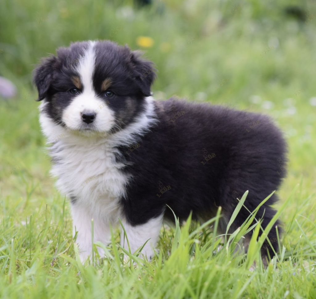 Absolutely fabulous poppy De L'eldorado Du Bonheur