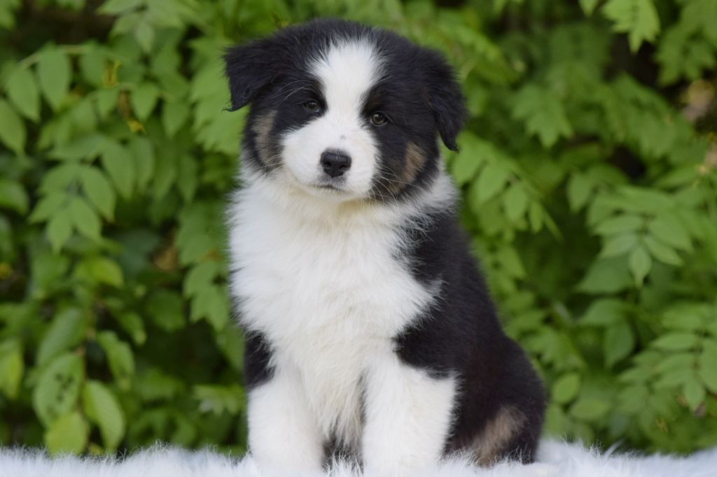 De L'eldorado Du Bonheur - Chiots disponibles - Berger Australien