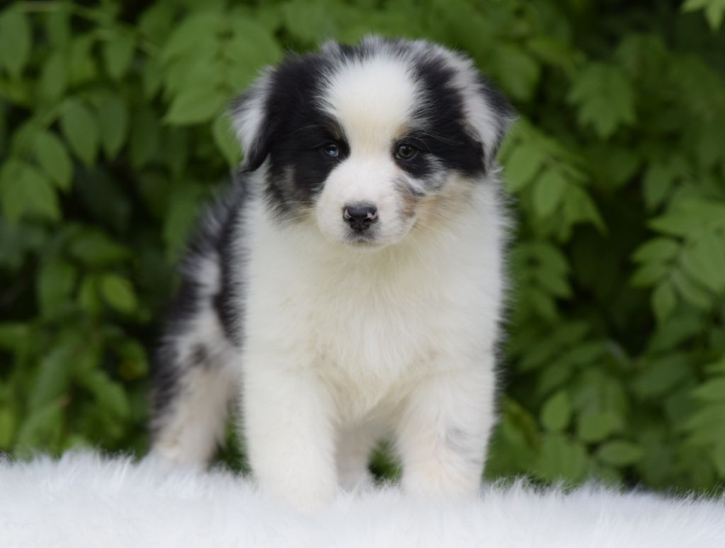 De L'eldorado Du Bonheur - Chiots disponibles - Berger Australien