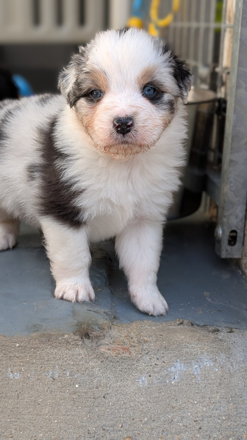 De L'eldorado Du Bonheur - Chiots disponibles - Berger Australien