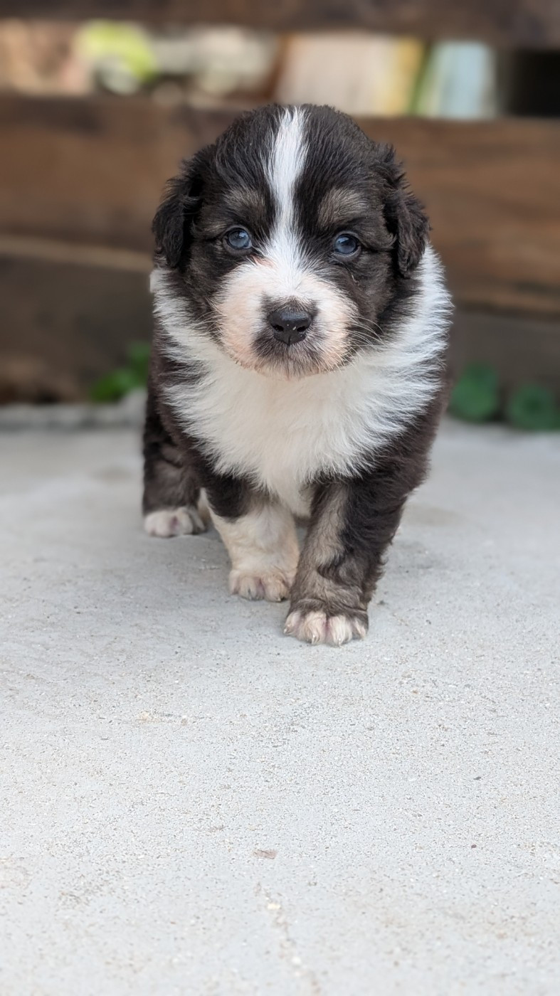De L'eldorado Du Bonheur - Chiots disponibles - Berger Australien