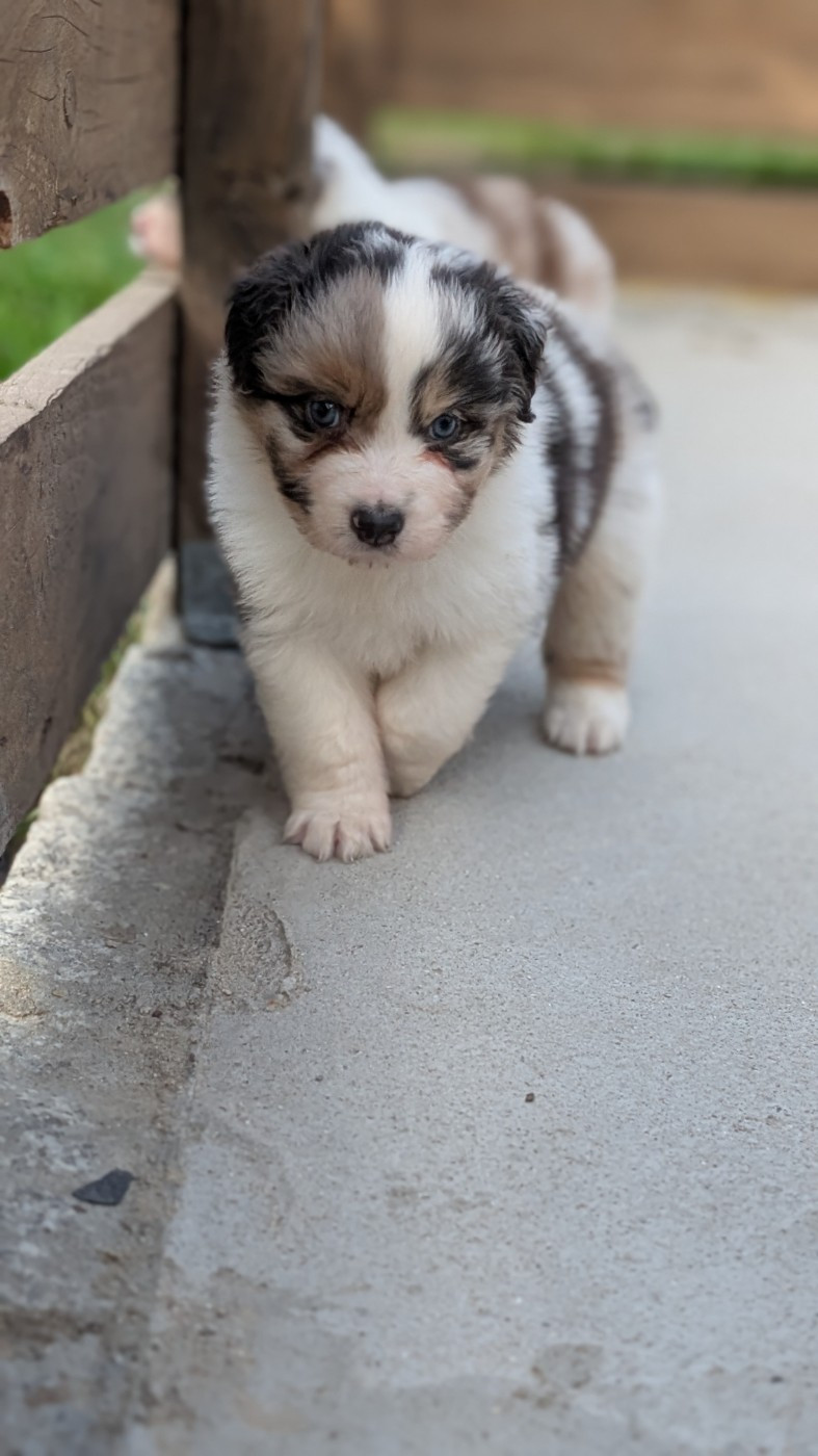 De L'eldorado Du Bonheur - Chiots disponibles - Berger Australien