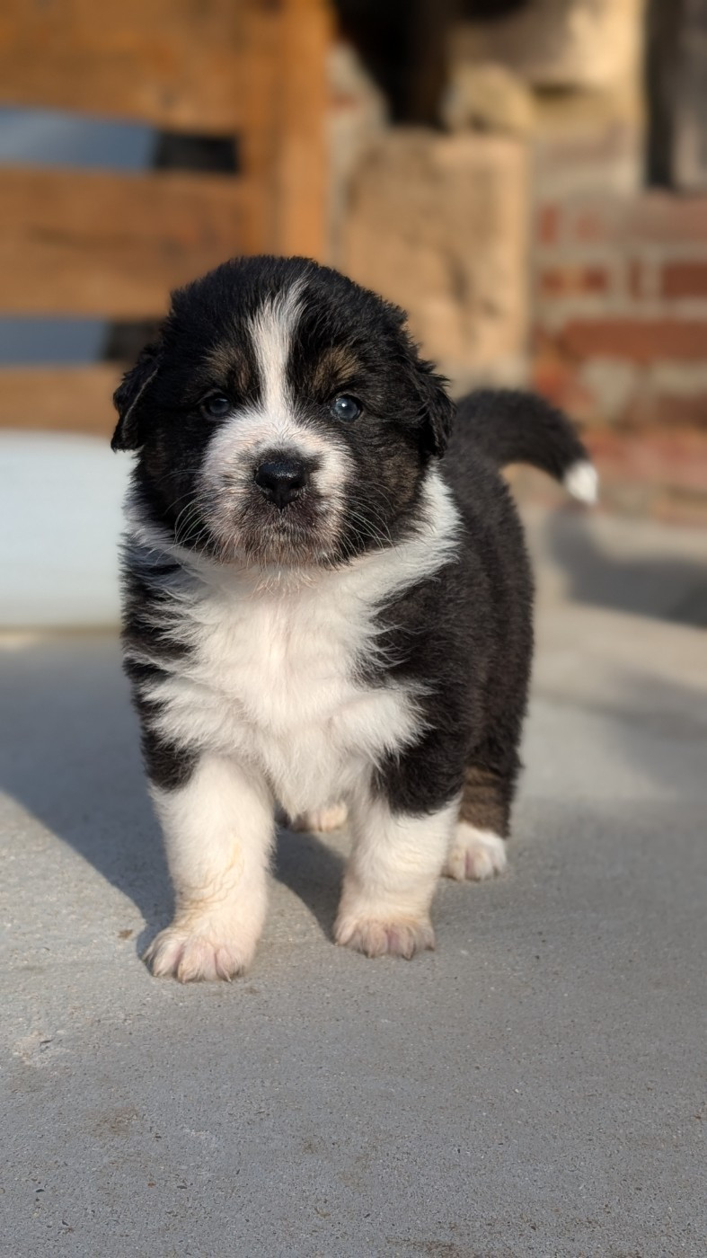 De L'eldorado Du Bonheur - Chiots disponibles - Berger Australien