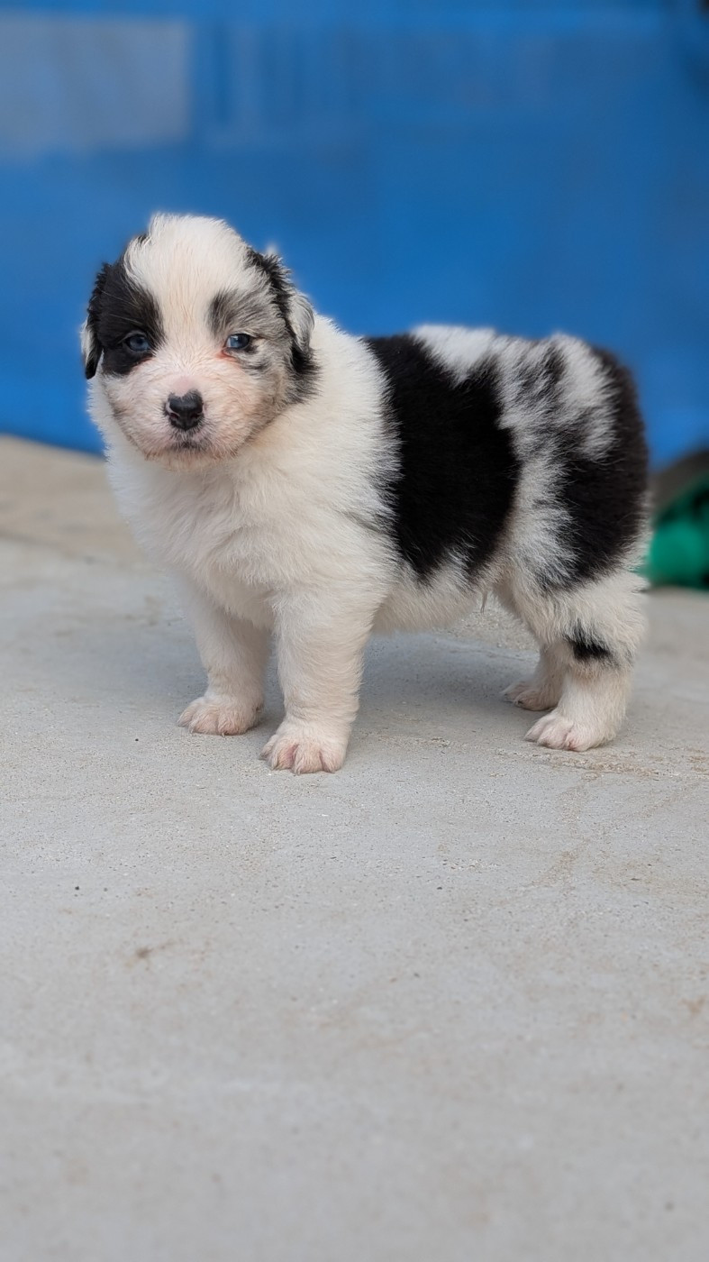 De L'eldorado Du Bonheur - Chiots disponibles - Berger Australien
