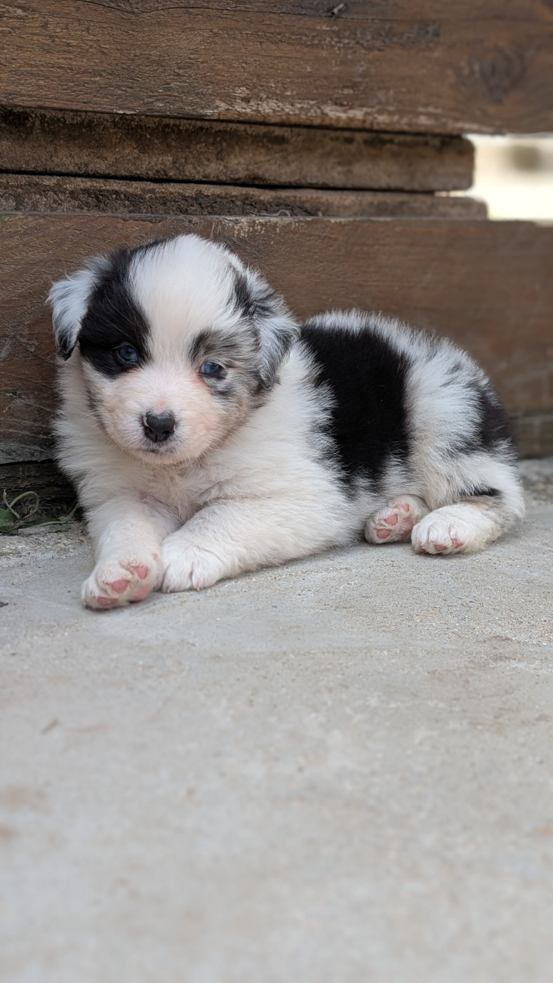 De L'eldorado Du Bonheur - Chiots disponibles - Berger Australien
