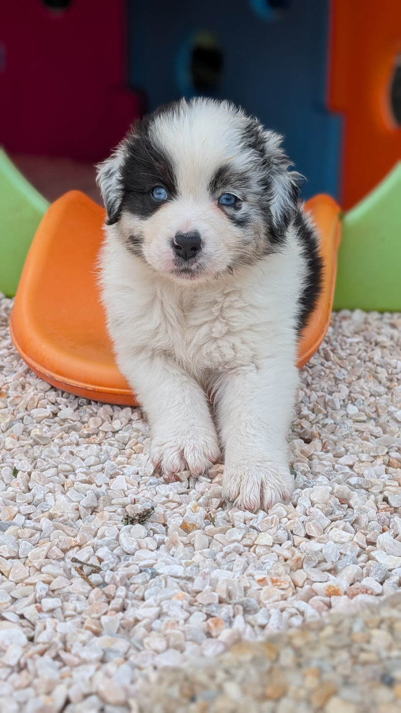 De L'eldorado Du Bonheur - Chiots disponibles - Berger Australien