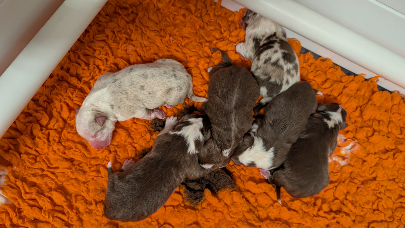 Chiot Berger Australien De L'eldorado Du Bonheur