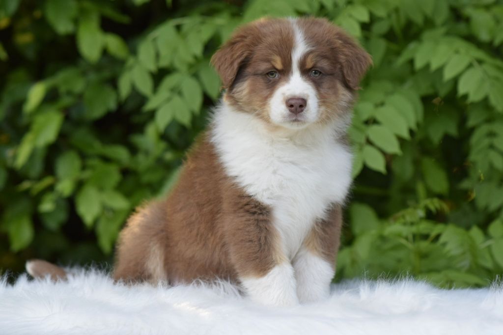 De L'eldorado Du Bonheur - Chiots disponibles - Berger Australien