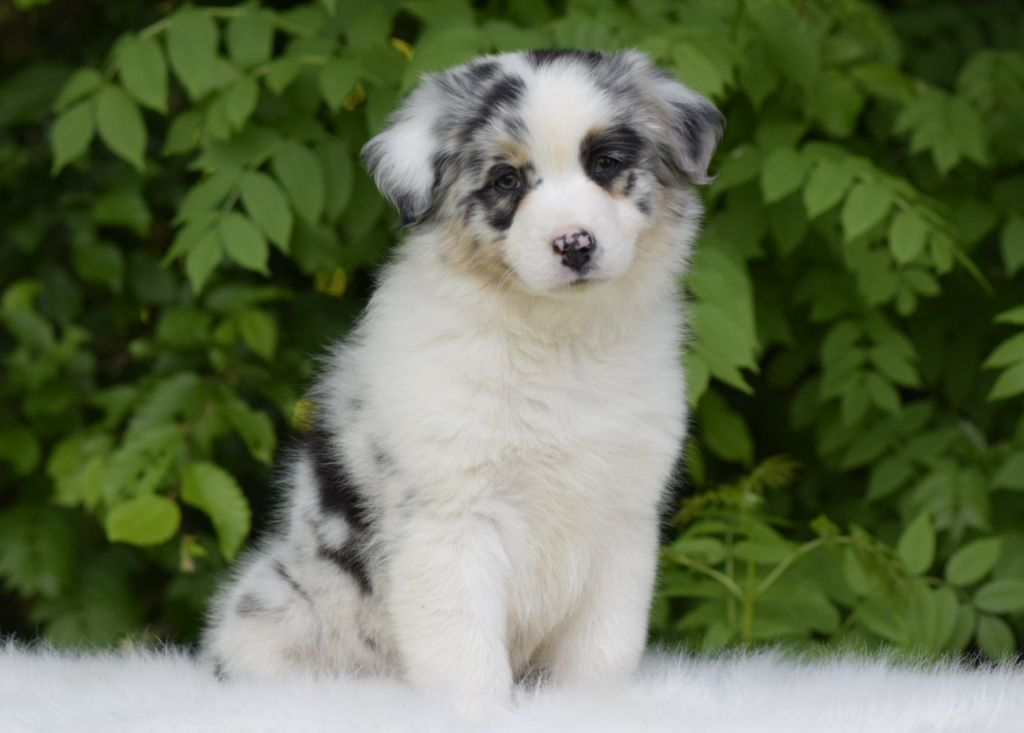 De L'eldorado Du Bonheur - Chiots disponibles - Berger Australien