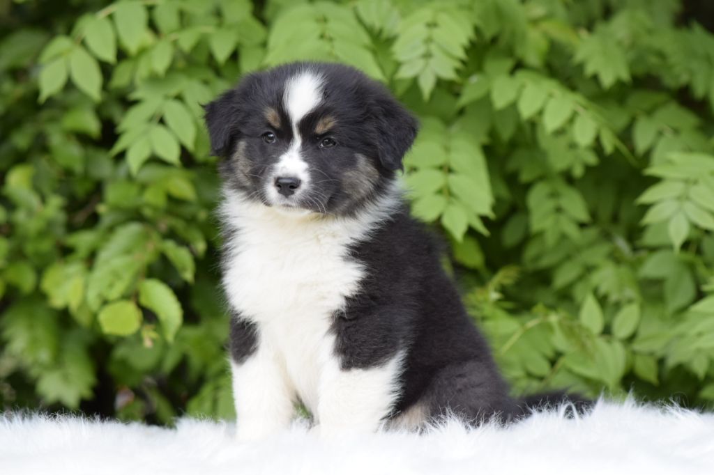 De L'eldorado Du Bonheur - Chiots disponibles - Berger Australien