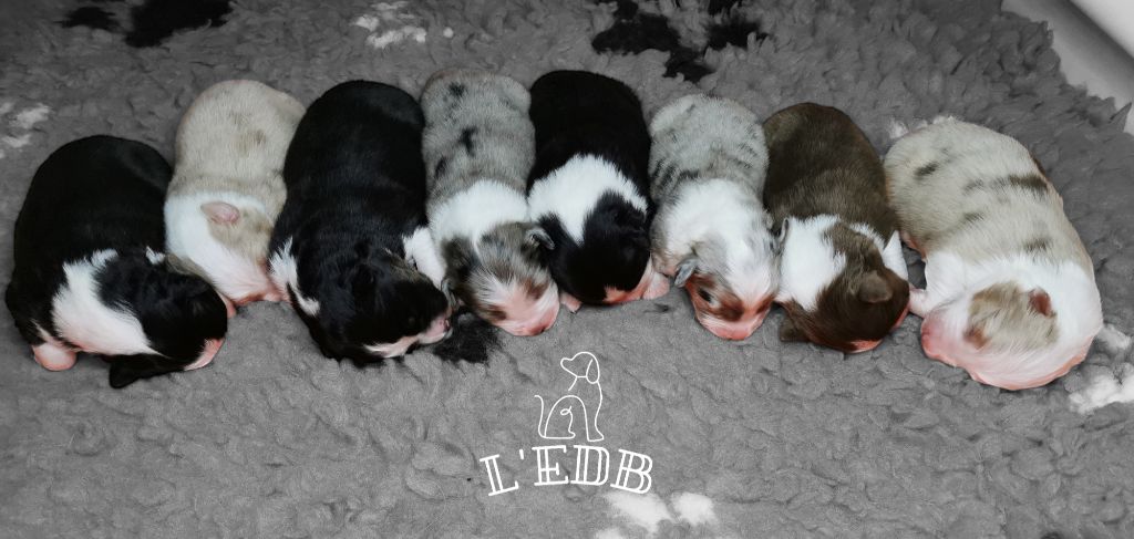 Chiot Berger Australien De L'eldorado Du Bonheur