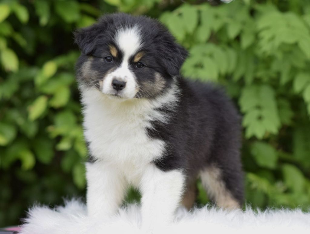 De L'eldorado Du Bonheur - Chiots disponibles - Berger Australien