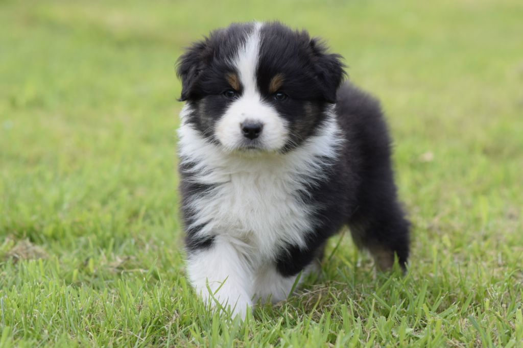 De L'eldorado Du Bonheur - Chiots disponibles - Berger Australien